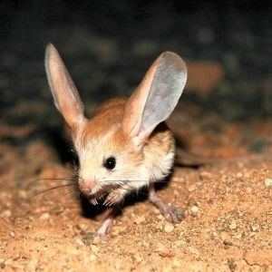 Kangaroo mouse 1000 images about kangaroo mouse on Pinterest Animals Miniature