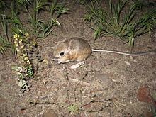 Kangaroo mouse httpsuploadwikimediaorgwikipediacommonsthu