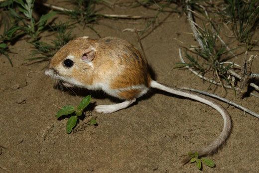 Kangaroo rat - Alchetron, The Free Social Encyclopedia