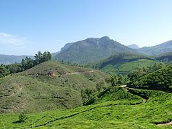 Kannan Devan Hills httpsuploadwikimediaorgwikipediacommonsthu