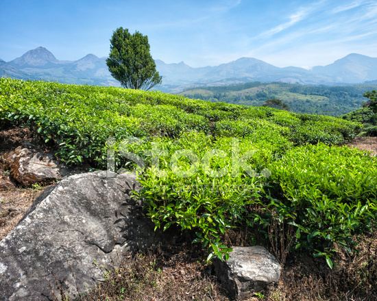 Kannan Devan Hills Tea Plantation Kannan Devan Hills Munnar Kerala stock photos