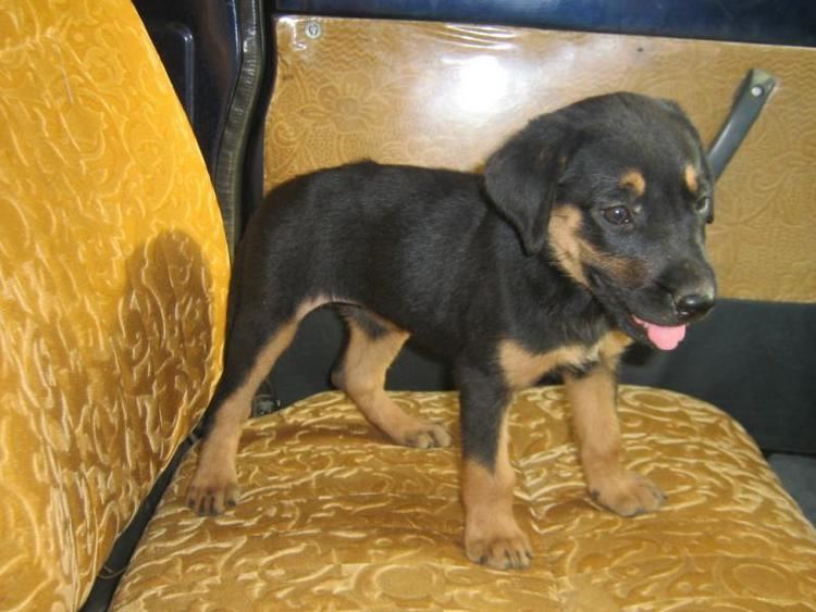 Kanni Kanni Price in IndiaKanni puppy for sale in Hyderabad INDIA Nihar