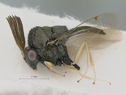 Kapala (wasp) httpsuploadwikimediaorgwikipediacommonsthu