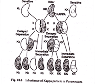 Kappa organism cdnbiologydiscussioncomwpcontentuploads2016