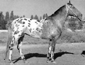 Karabair Breeds of Livestock Karabair Horse Breeds of Livestock