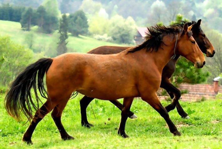Karabakh horse KABARDIN AND KARABAKH Horse