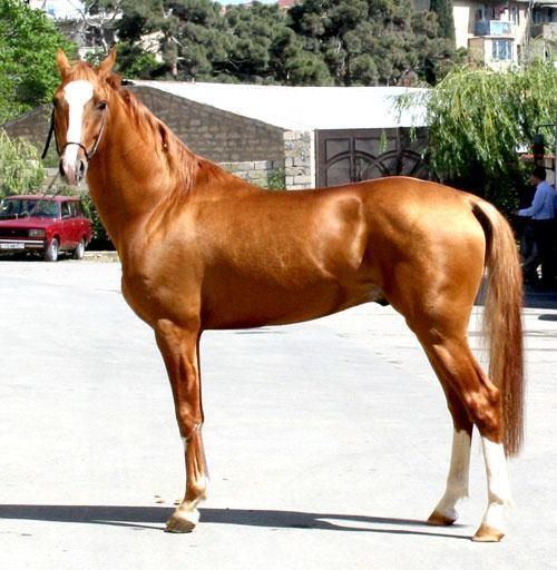 Karabakh horse The Karabakh horse is an ancient mountain saddle breed from Karabakh