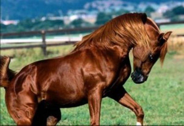 Karabakh horse The Karabakh fast horse is the symbol of Azerbaijan Vestnik Kavkaza