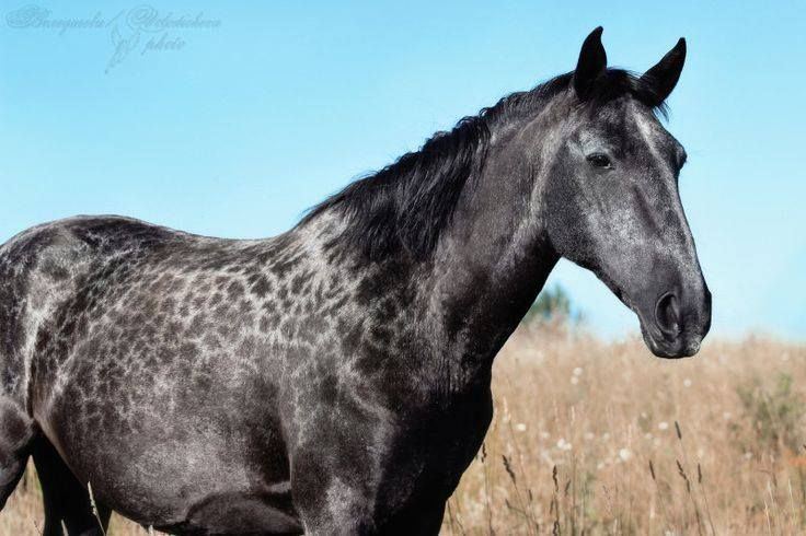 Karachay horse This breed of horse is known as the Karachay also pronounced