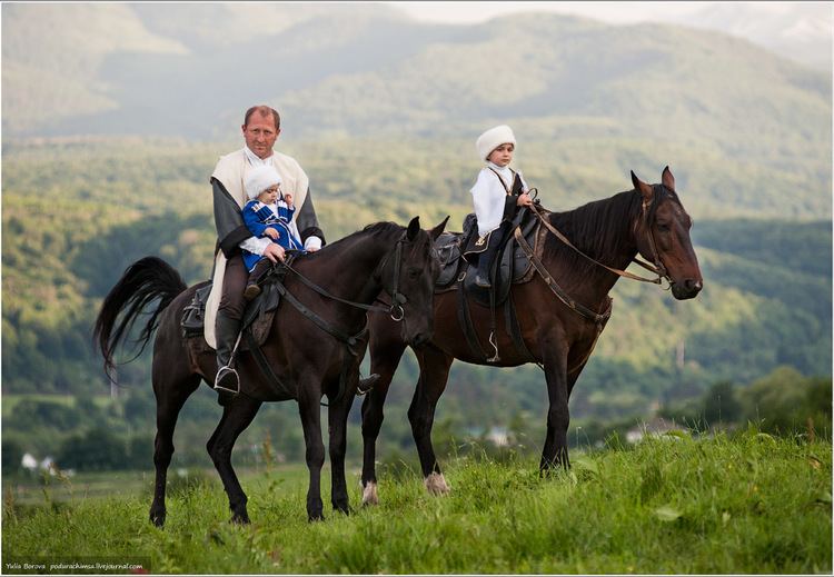 Karachay horse KarachayCherkess Republic Territory of enchanting horses