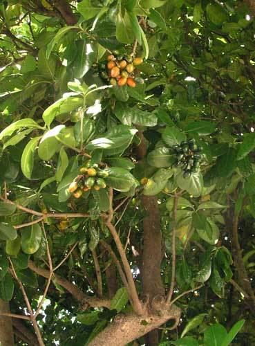 Karaka (tree) Karaka tree in berry Tall broadleaf trees Te Ara Encyclopedia of