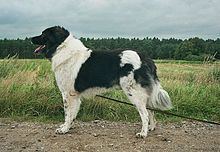 Karakachan dog httpsuploadwikimediaorgwikipediacommonsthu