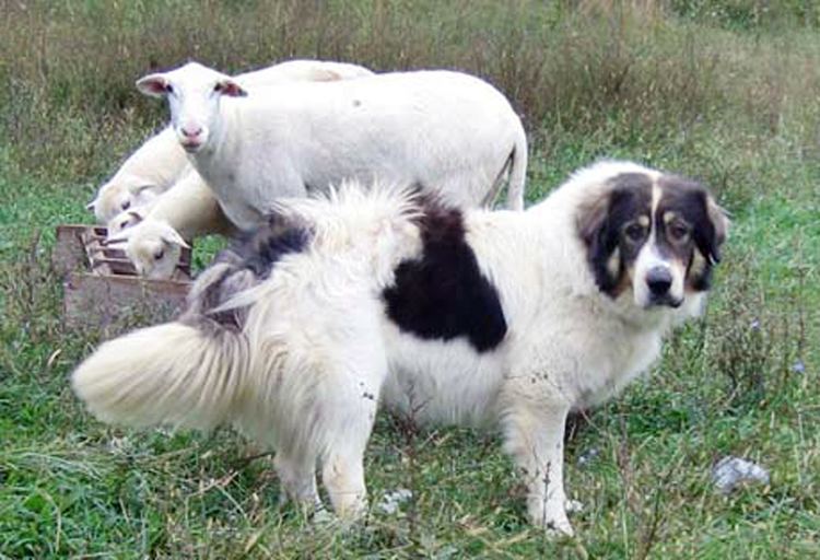 Karakachan dog All About Karakachan Livestock Guardian Dogs Countryside Network