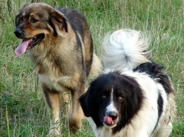 Karakachan dog Karakachan Bulgarian Shepherd Info Temperament Puppies Pictures