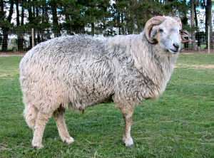 Karakul sheep Willowbank Karakuls