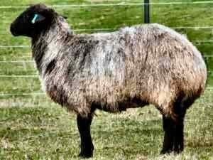 Karakul sheep KARAKUL SHEEP