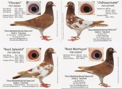The Wouters-Meulemans duo, a pigeon with a white, light brown, and dark brown color combination.