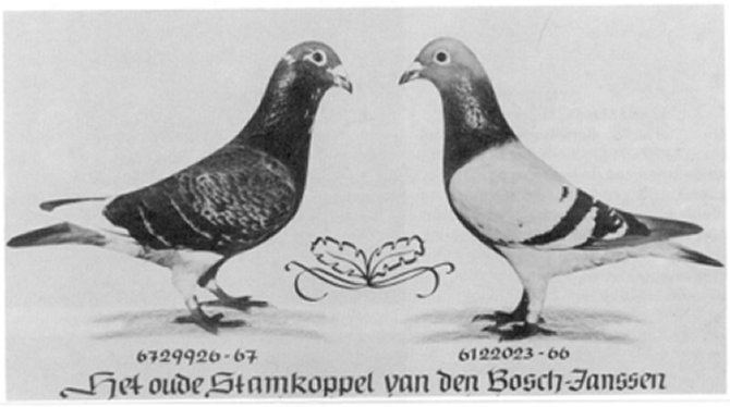 Breed of pigeons called Meulemans-Mariën or the "Golden Couple".