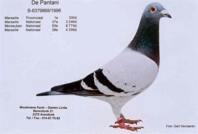 The Meulemans-Damen duo, a pigeon with a gray, black and white color combination.