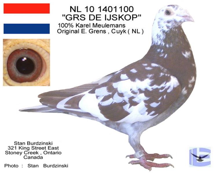 The "GRS DE IJSKOP" racing pigeon by Karel Meulemans with a white and brown color combination.
