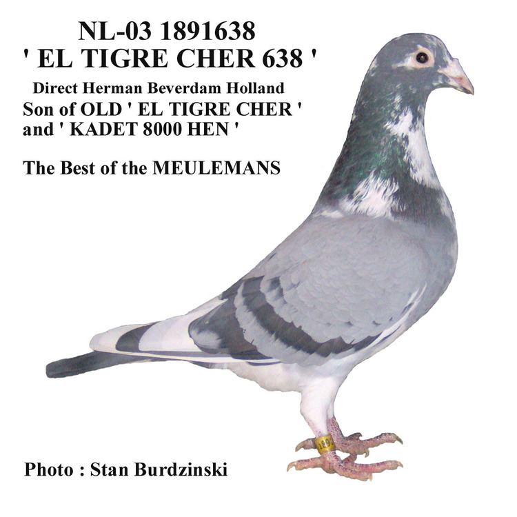 The "El Tigre Cher 638" racing pigeon by Karel Meulemans with a white, green, dark and light gray color combination.