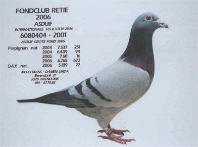 The Meulemans-Damen duo, a pigeon with a gray, black and white color combination.