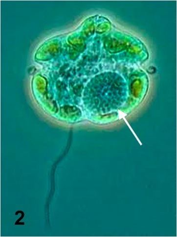 Karenia (dinoflagellate) wwwsmssieduirlspecimagesKarenibrevis2jpg