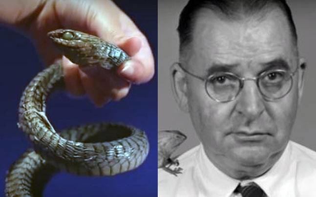 Karl Patterson Schmidt What it feels like to die from a snake bite Heres a dying doctors