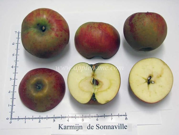 Karmijn de Sonnaville How to identify the Karmijn de Sonnaville apple variety