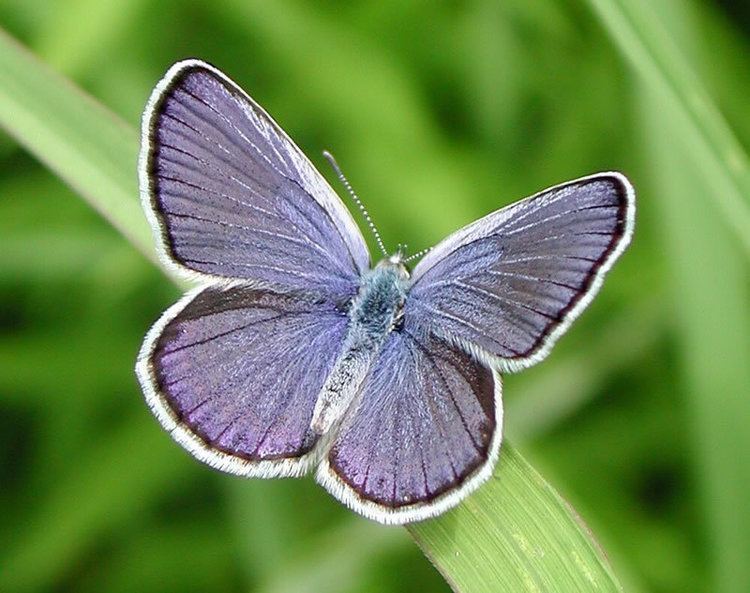 Karner blue Karner Blue Butterfly