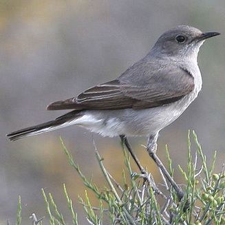 Karoo chat wwwbiodiversityexplorerorgbirdsmuscicapidaeim