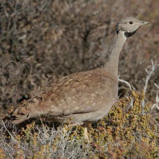 Karoo korhaan wwwbiodiversityexplorerorgbirdsotitidaeimages