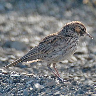 Karoo lark - Alchetron, The Free Social Encyclopedia