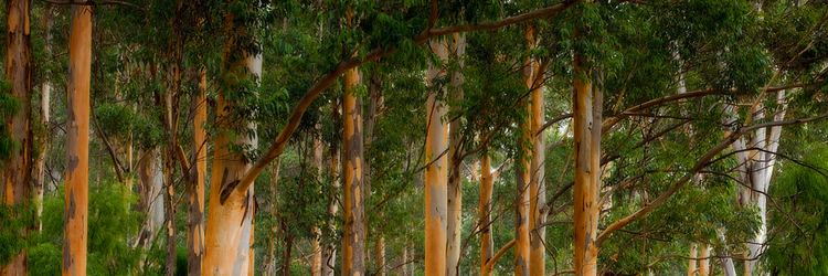 Karri forest Karri Forest WA SP078wa Forest Photographs Australia Stock
