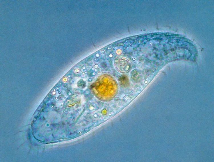 Karyorelictea Karyorelictea es una clase de protistas del filo Ciliophora http