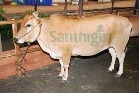 Kasaragod Dwarf cattle World39s second smallest cattle breed Kasaragod Dwarf gets