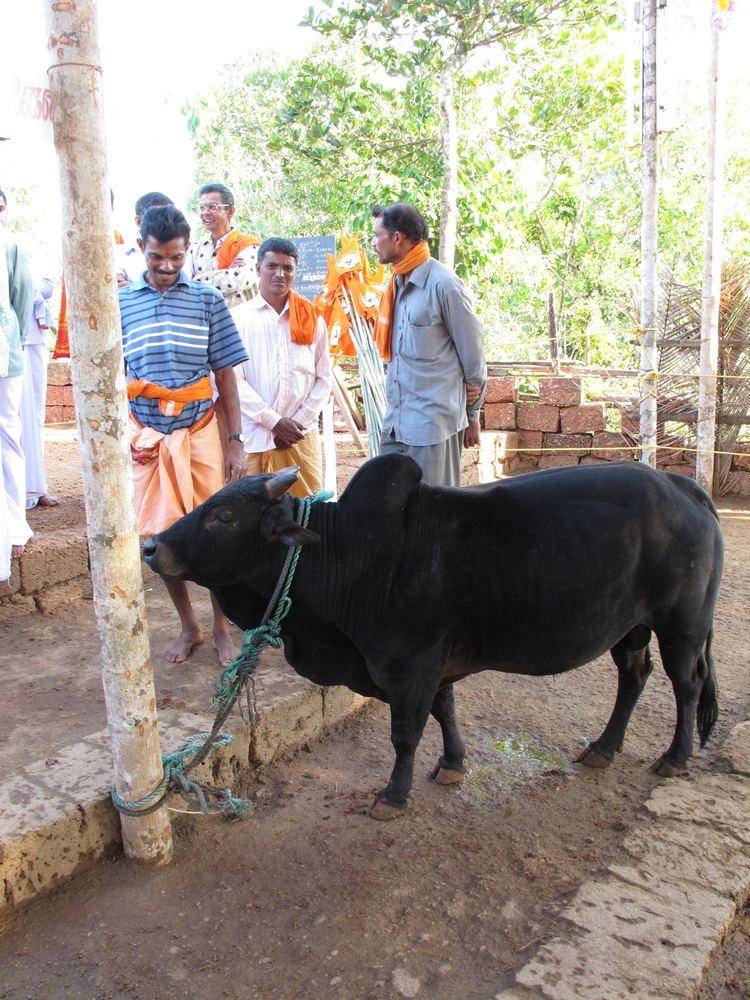 Kasaragod Dwarf cattle In Perla India At the Kasargod Dwarf Cow Festival World Cow Girl