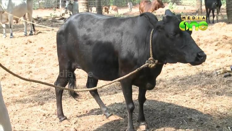 Kasaragod Dwarf cattle kasargod dwarf cow faces extinction YouTube