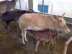 Kasaragod Dwarf cattle httpsuploadwikimediaorgwikipediacommonsthu