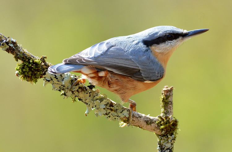 Kashmir nuthatch DSC9708 Nuthatch Thanks to all who choose to comment etc Flickr