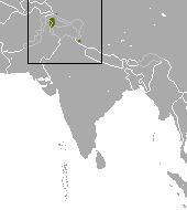 Kashmir pygmy shrew