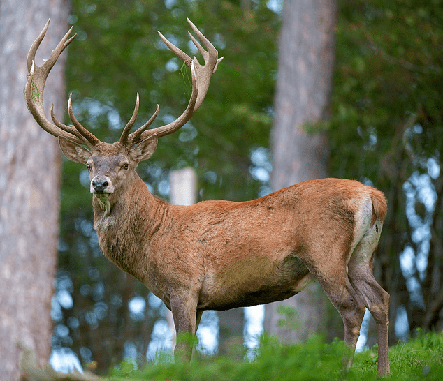 Kashmir stag Kashmir stag Cervus elaphus hanglu complete detail