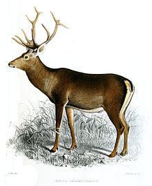 Kashmir stag httpsuploadwikimediaorgwikipediacommonsthu