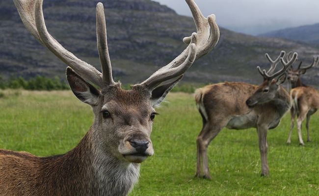 Kashmir stag India39s Rare Kashmir Stag Could Go Extinct Soon Care2 Causes