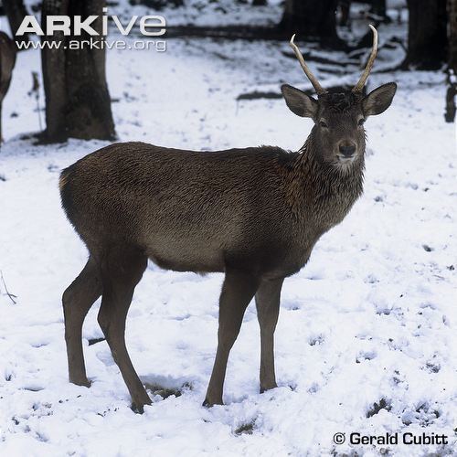 Kashmir stag Kashmir deer videos photos and facts Cervus elaphus hanglu ARKive