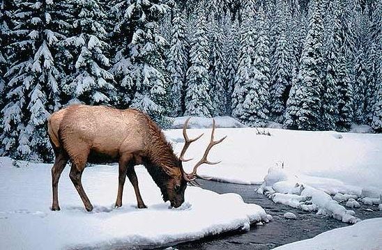 Kashmir stag Kashmir Stag Hangul Mammal Red List of Endangered Species