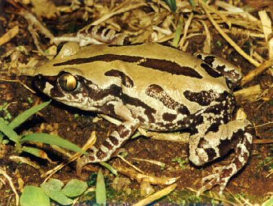 Kassina Photograph of frog Kassina senegalensis
