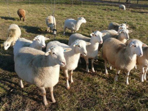 Katahdin sheep Katahdin Sheep Whitmore Farm