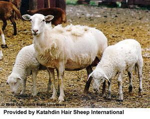 Katahdin sheep Breeds of Livestock Katahdin Sheep Breeds of Livestock
