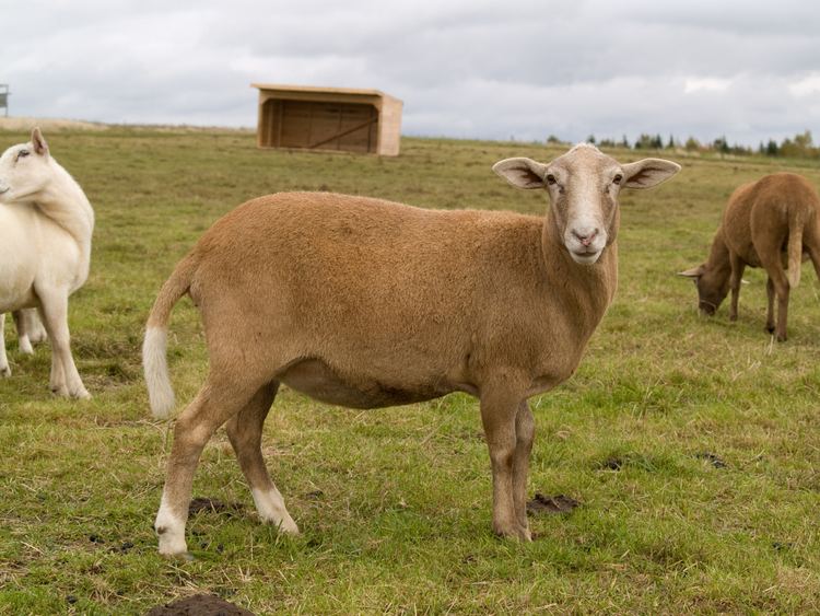 Katahdin sheep Secrets of Raising Katahdin Sheep Countryside Network